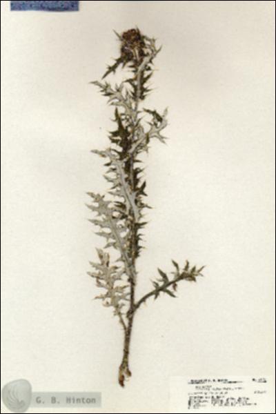 URN_catalog_HBHinton_herbarium_21031.jpg.jpg