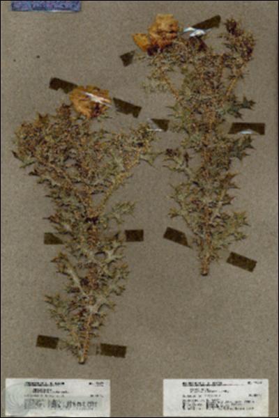 URN_catalog_HBHinton_herbarium_19579.jpg.jpg