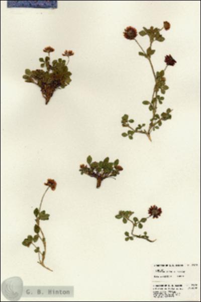 URN_catalog_HBHinton_herbarium_23422.jpg.jpg