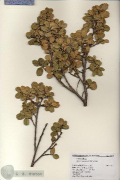 URN_catalog_HBHinton_herbarium_18205.jpg.jpg