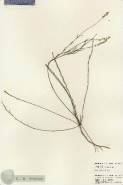 URN_catalog_HBHinton_herbarium_24003.jpg.jpg