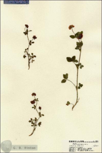 URN_catalog_HBHinton_herbarium_22213.jpg.jpg