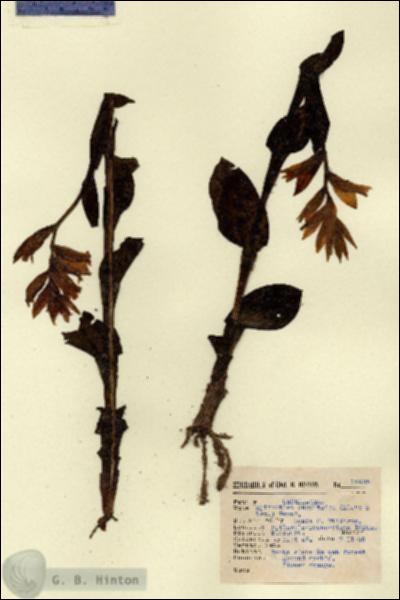 URN_catalog_HBHinton_herbarium_14425.jpg.jpg