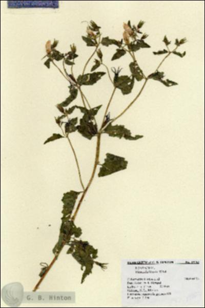URN_catalog_HBHinton_herbarium_19762.jpg.jpg