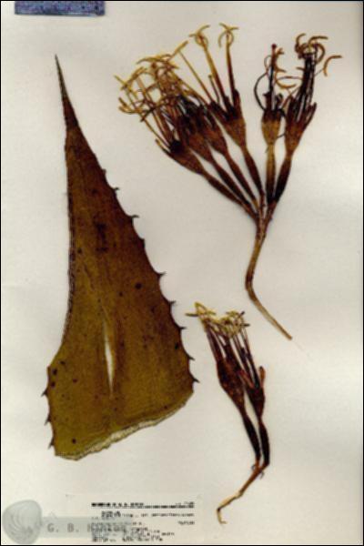 URN_catalog_HBHinton_herbarium_20629.jpg.jpg