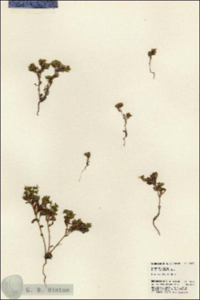 URN_catalog_HBHinton_herbarium_24266.jpg.jpg