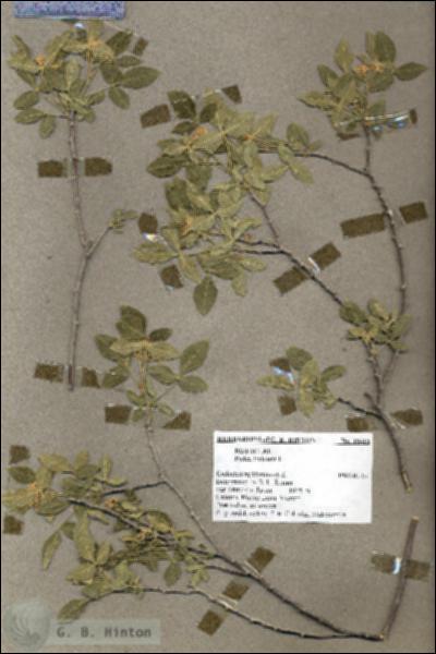 URN_catalog_HBHinton_herbarium_18416.jpg.jpg