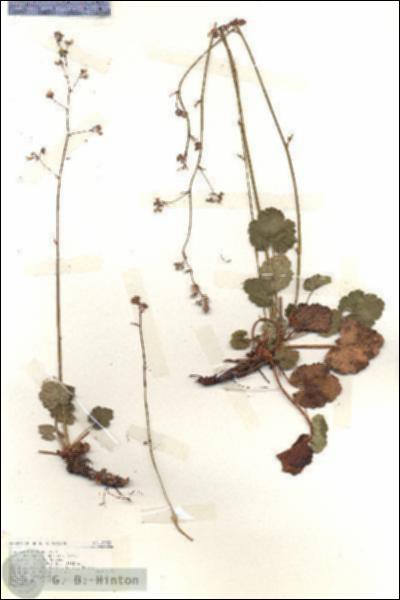 URN_catalog_HBHinton_herbarium_18952.jpg.jpg