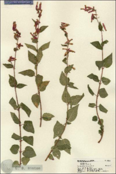 URN_catalog_HBHinton_herbarium_22128.jpg.jpg