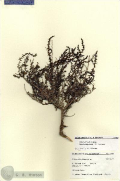 URN_catalog_HBHinton_herbarium_27564.jpg.jpg