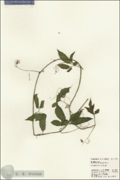 URN_catalog_HBHinton_herbarium_22921.jpg.jpg