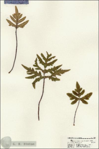 URN_catalog_HBHinton_herbarium_22526.jpg.jpg