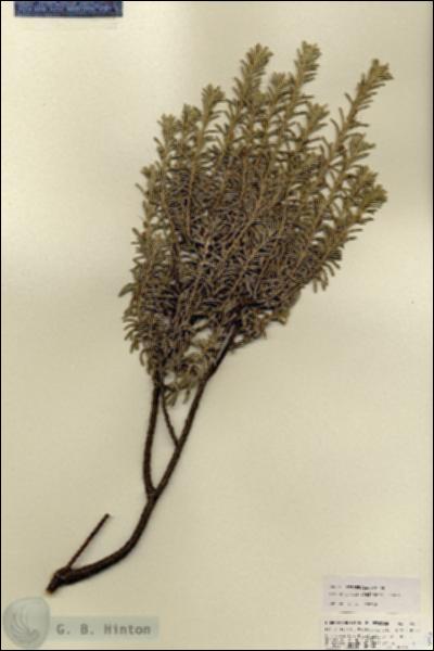 URN_catalog_HBHinton_herbarium_25988.jpg.jpg