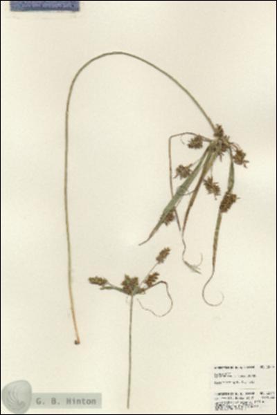 URN_catalog_HBHinton_herbarium_23719.jpg.jpg