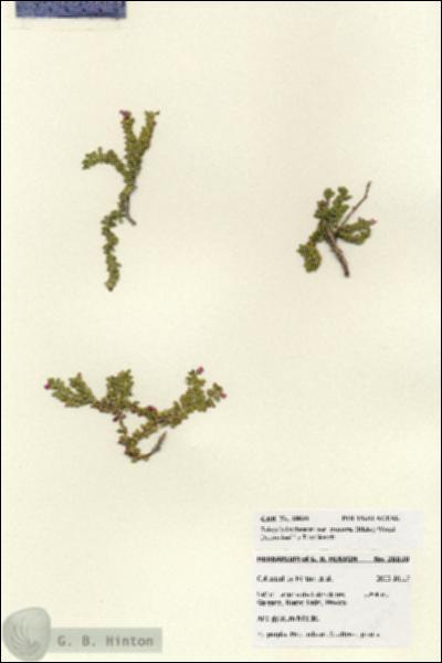 URN_catalog_HBHinton_herbarium_28030.jpg.jpg