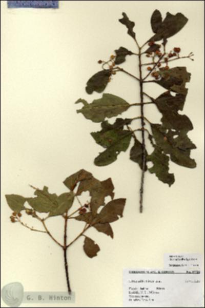 URN_catalog_HBHinton_herbarium_17728.jpg.jpg