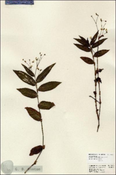 URN_catalog_HBHinton_herbarium_24100.jpg.jpg