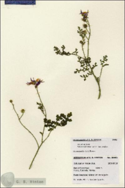 URN_catalog_HBHinton_herbarium_28483.jpg.jpg
