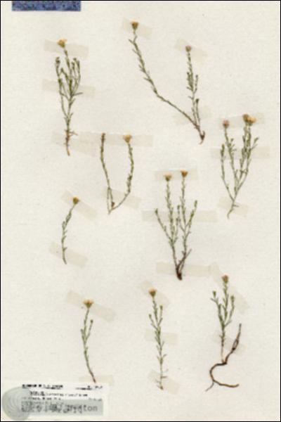 URN_catalog_HBHinton_herbarium_19900.jpg.jpg