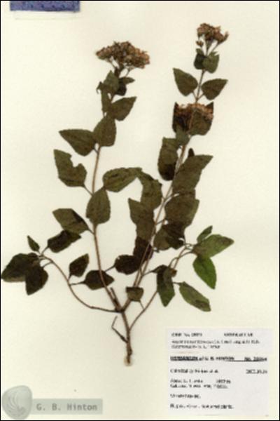 URN_catalog_HBHinton_herbarium_28054.jpg.jpg