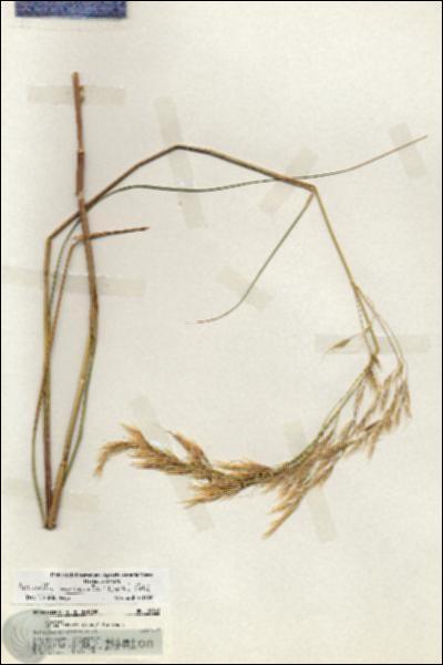 URN_catalog_HBHinton_herbarium_19301.jpg.jpg