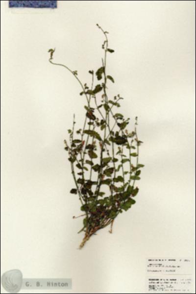 URN_catalog_HBHinton_herbarium_25474.jpg.jpg