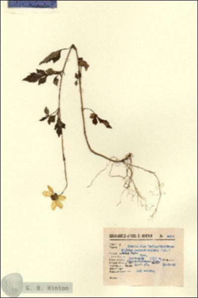 URN_catalog_HBHinton_herbarium_2897.jpg.jpg