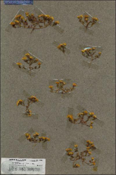 URN_catalog_HBHinton_herbarium_19852.jpg.jpg