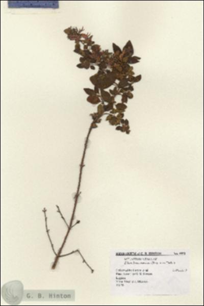 URN_catalog_HBHinton_herbarium_9952.jpg.jpg