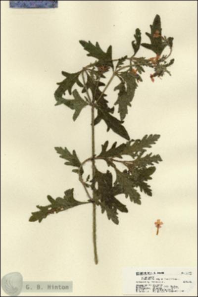 URN_catalog_HBHinton_herbarium_22445.jpg.jpg