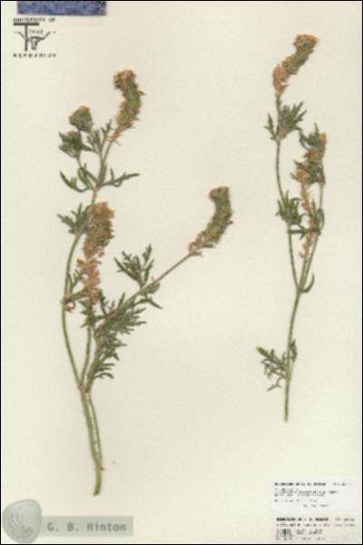 URN_catalog_HBHinton_herbarium_25782.jpg.jpg