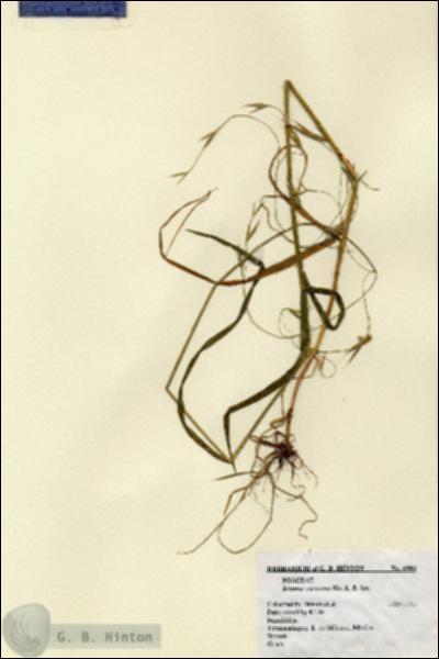 URN_catalog_HBHinton_herbarium_4984.jpg.jpg