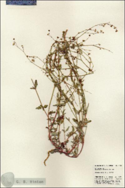 URN_catalog_HBHinton_herbarium_24752.jpg.jpg