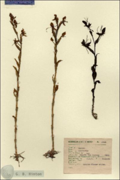 URN_catalog_HBHinton_herbarium_1733.jpg.jpg