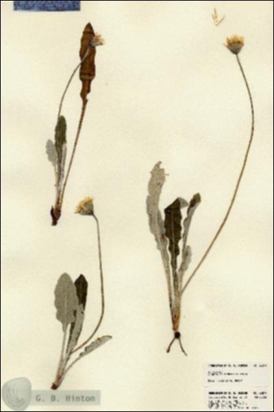 URN_catalog_HBHinton_herbarium_22819.jpg.jpg
