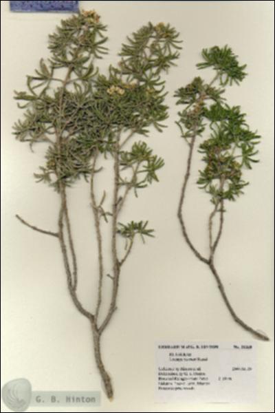 URN_catalog_HBHinton_herbarium_28268.jpg.jpg
