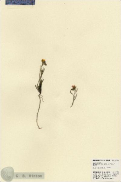 URN_catalog_HBHinton_herbarium_21804.jpg.jpg