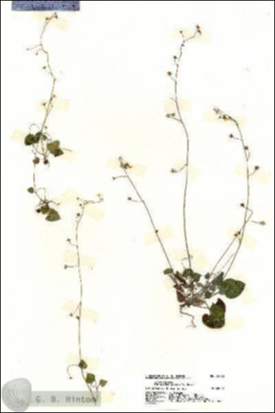 URN_catalog_HBHinton_herbarium_20173.jpg.jpg