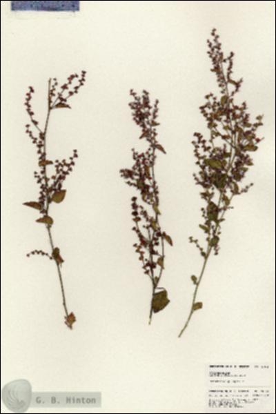 URN_catalog_HBHinton_herbarium_24944.jpg.jpg