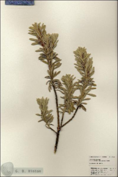 URN_catalog_HBHinton_herbarium_25161.jpg.jpg
