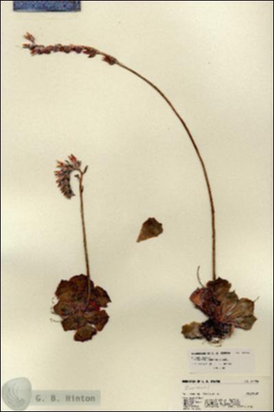 URN_catalog_HBHinton_herbarium_22193.jpg.jpg