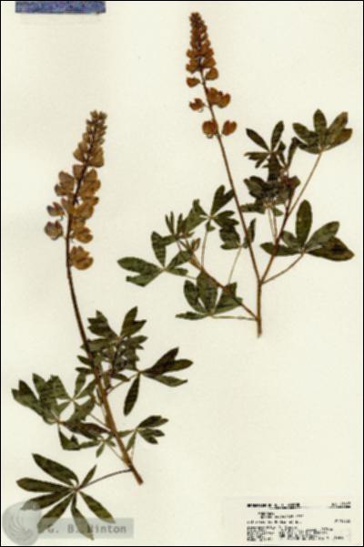 URN_catalog_HBHinton_herbarium_21697.jpg.jpg