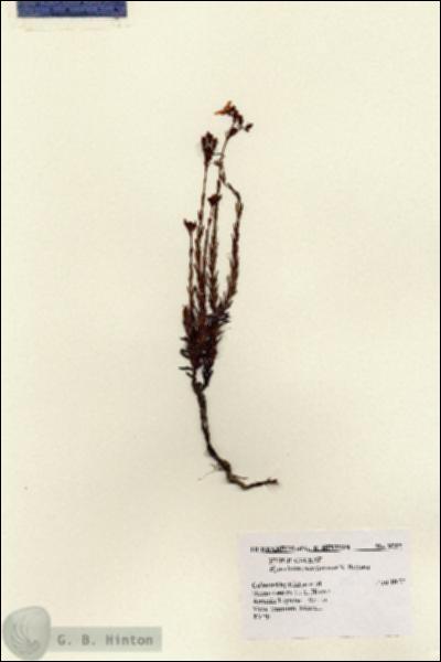 URN_catalog_HBHinton_herbarium_9757.jpg.jpg