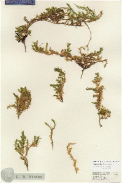 URN_catalog_HBHinton_herbarium_24923.jpg.jpg
