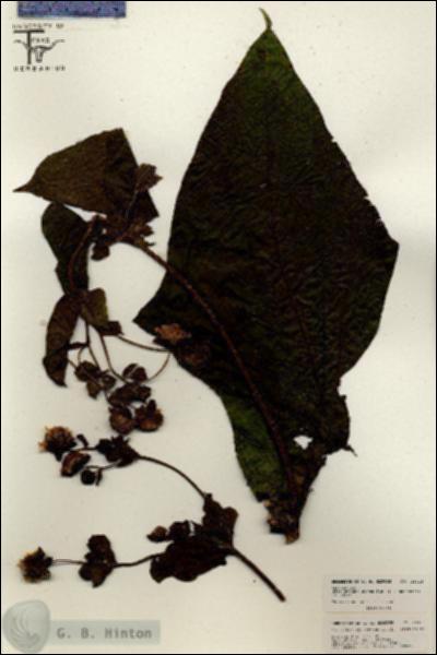 URN_catalog_HBHinton_herbarium_26315.jpg.jpg
