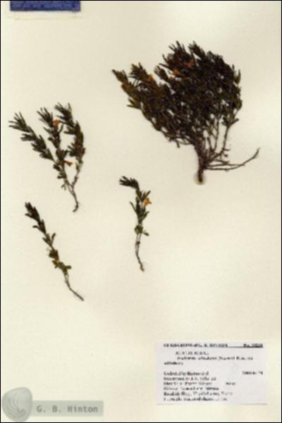 URN_catalog_HBHinton_herbarium_28280.jpg.jpg