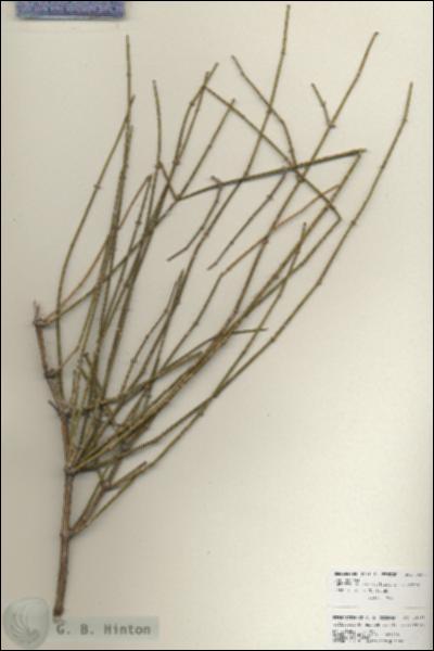URN_catalog_HBHinton_herbarium_25977.jpg.jpg