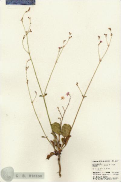 URN_catalog_HBHinton_herbarium_23359.jpg.jpg
