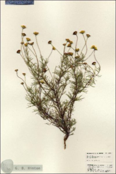 URN_catalog_HBHinton_herbarium_24888.jpg.jpg