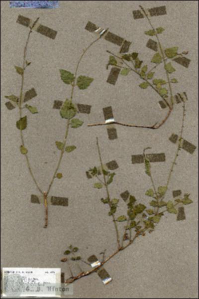 URN_catalog_HBHinton_herbarium_18720.jpg.jpg